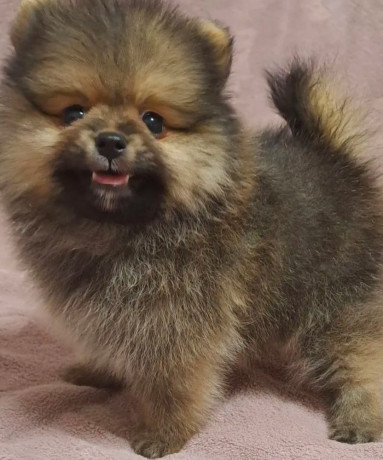 pomeranian-puppy-male-3-months-old-looking-for-a-home-in-queens-ny-big-3