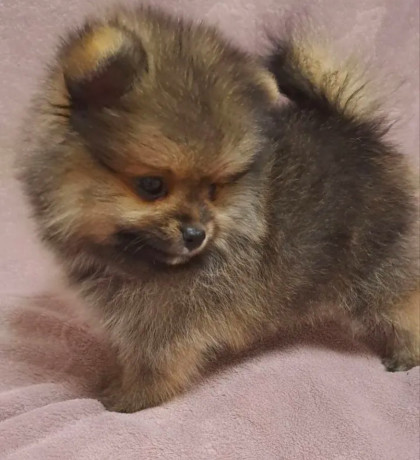 pomeranian-puppy-male-3-months-old-looking-for-a-home-in-queens-ny-big-2