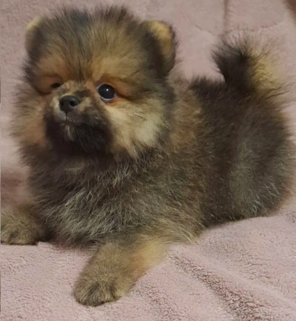 pomeranian-puppy-male-3-months-old-looking-for-a-home-in-queens-ny-big-4