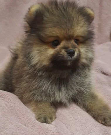 pomeranian-puppy-male-3-months-old-looking-for-a-home-in-queens-ny-big-1