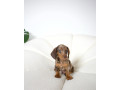 dachshund-mini-dapple-small-0