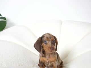 Dachshund mini dapple