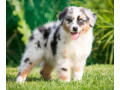 australian-shepherd-puppies-from-a-private-breeder-in-phoenix-az-small-1