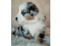 australian-shepherd-puppies-from-a-private-breeder-in-phoenix-az-small-2