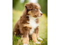 australian-shepherd-puppies-from-a-private-breeder-in-phoenix-az-small-3