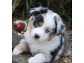 australian-shepherd-puppies-from-a-private-breeder-in-phoenix-az-small-4