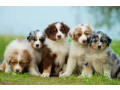 australian-shepherd-puppies-from-a-private-breeder-in-phoenix-az-small-0