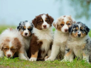 Australian Shepherd Puppies from a Private Breeder in Phoenix, AZ