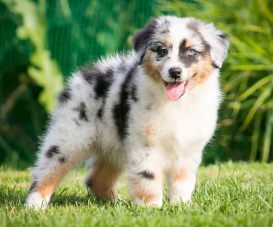 australian-shepherd-puppies-from-a-private-breeder-in-phoenix-az-big-1