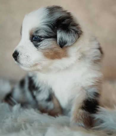 australian-shepherd-puppies-from-a-private-breeder-in-phoenix-az-big-2