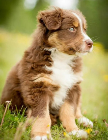 australian-shepherd-puppies-from-a-private-breeder-in-phoenix-az-big-3