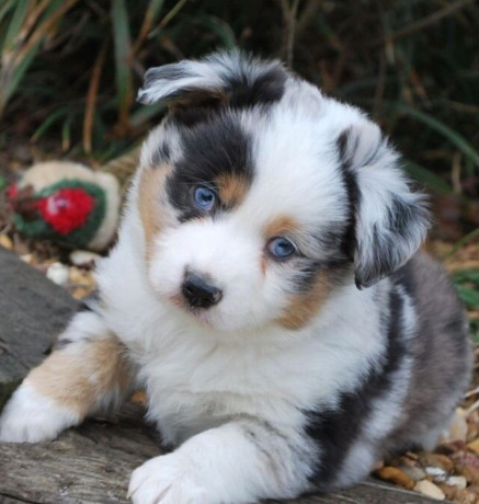 australian-shepherd-puppies-from-a-private-breeder-in-phoenix-az-big-4