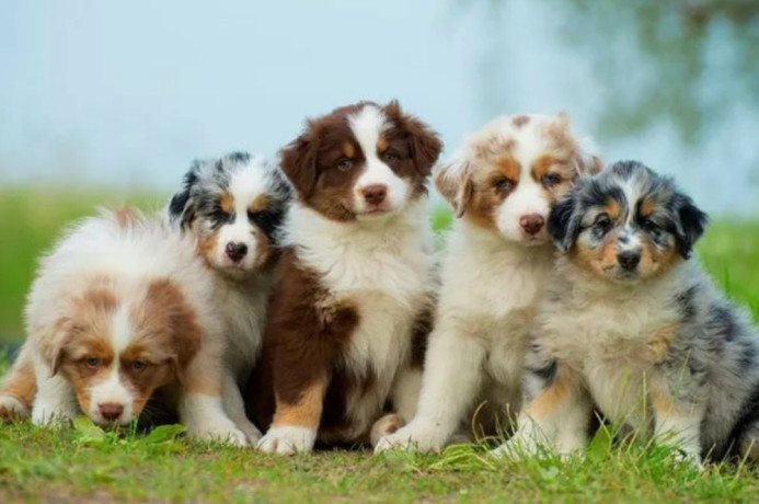 australian-shepherd-puppies-from-a-private-breeder-in-phoenix-az-big-0