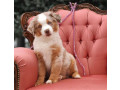 australian-shepherd-female-puppy-for-sale-small-2