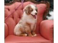 australian-shepherd-female-puppy-for-sale-small-1