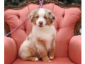 australian-shepherd-female-puppy-for-sale-small-0