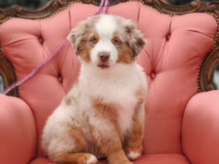 Australian Shepherd Female Puppy for Sale