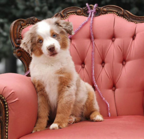 australian-shepherd-female-puppy-for-sale-big-2