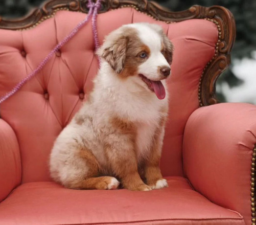 australian-shepherd-female-puppy-for-sale-big-1