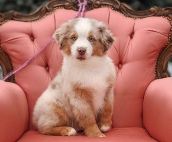 australian-shepherd-female-puppy-for-sale-big-0