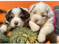 german-shepherd-puppies-available-for-reservation-in-brooklyn-ny-small-2