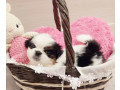 pekingese-female-puppy-for-sale-8-weeks-old-austin-tx-small-3