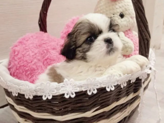 Pekingese Female Puppy for Sale, 8 Weeks Old Austin, TX