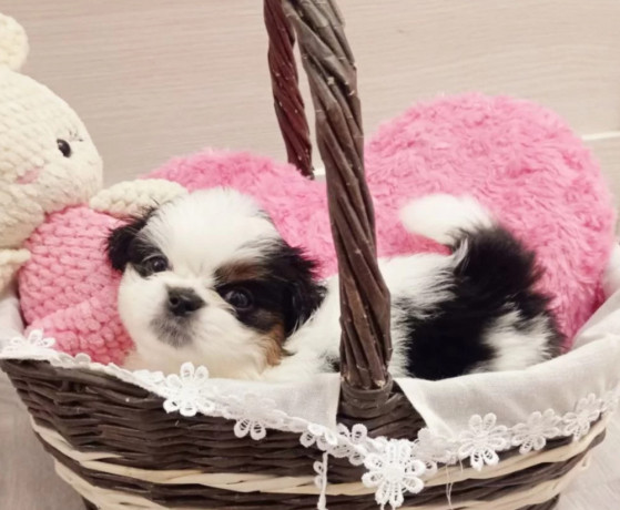 pekingese-female-puppy-for-sale-8-weeks-old-austin-tx-big-3