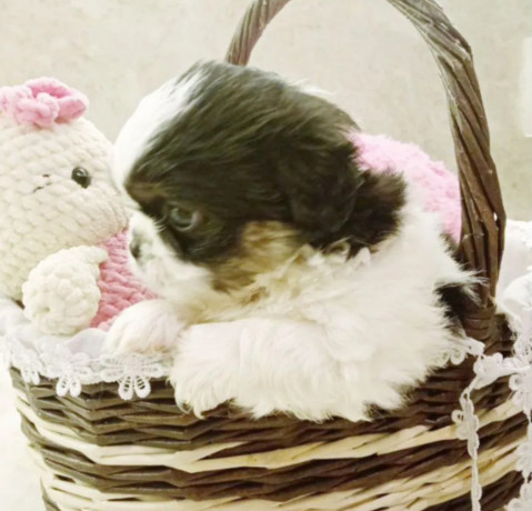 pekingese-female-puppy-for-sale-8-weeks-old-austin-tx-big-4