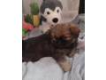 pekingese-male-and-female-puppies-for-sale-in-california-small-2