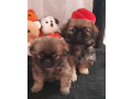 pekingese-male-and-female-puppies-for-sale-in-california-small-0