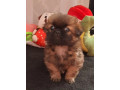 pekingese-male-and-female-puppies-for-sale-in-california-small-1