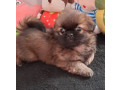 pekingese-male-and-female-puppies-for-sale-in-california-small-3