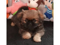 pekingese-male-and-female-puppies-for-sale-in-california-small-6