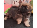 pekingese-male-and-female-puppies-for-sale-in-california-small-5