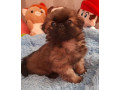 pekingese-male-and-female-puppies-for-sale-in-california-small-4