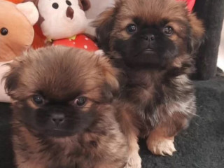 Pekingese Male and Female Puppies for Sale in California