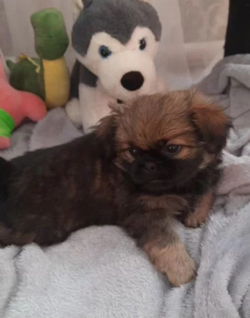 pekingese-male-and-female-puppies-for-sale-in-california-big-2