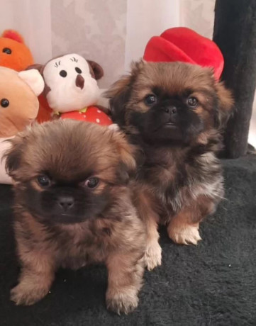 pekingese-male-and-female-puppies-for-sale-in-california-big-0