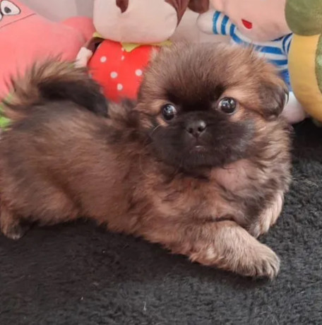 pekingese-male-and-female-puppies-for-sale-in-california-big-3