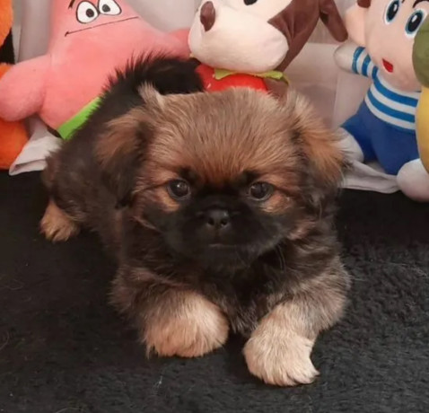 pekingese-male-and-female-puppies-for-sale-in-california-big-6