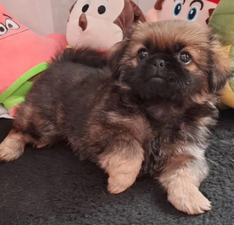 pekingese-male-and-female-puppies-for-sale-in-california-big-5