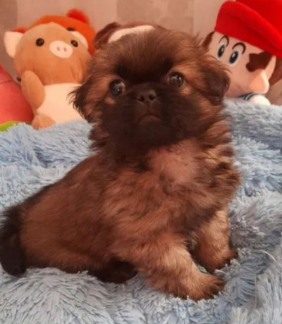 pekingese-male-and-female-puppies-for-sale-in-california-big-4