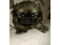 pekingese-puppy-for-sale-in-pennsylvania-small-1