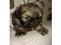 pekingese-puppy-for-sale-in-pennsylvania-small-3