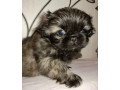 pekingese-puppy-for-sale-in-pennsylvania-small-0