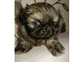 pekingese-puppy-for-sale-in-pennsylvania-small-2