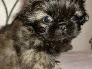 Pekingese Puppy for Sale in Pennsylvania