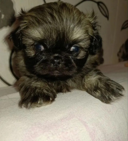 pekingese-puppy-for-sale-in-pennsylvania-big-1