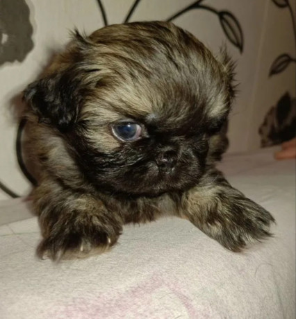 pekingese-puppy-for-sale-in-pennsylvania-big-3